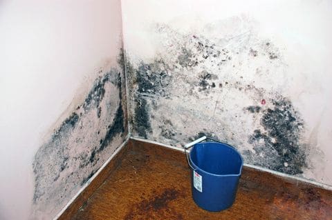 Плесень и грибок на стенах в квартире, частном доме: что делать, как избавиться (средство)