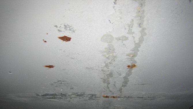 Краскопульт для покраски потолка: как покрасить водоэмульсионной краской стены и потолок (видео), отзывы