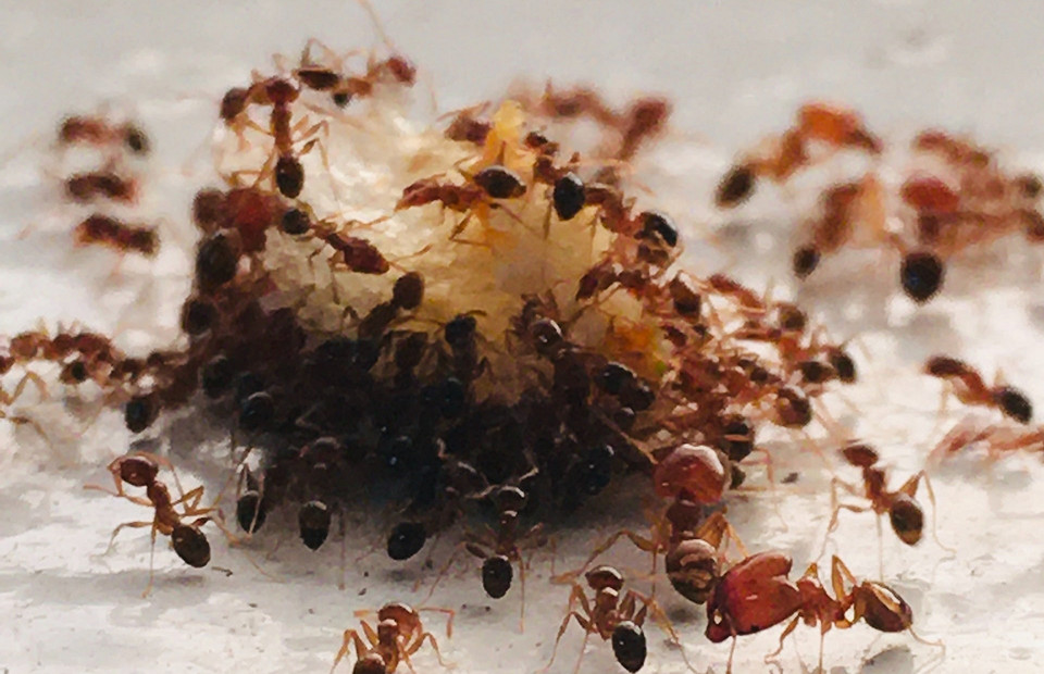 Как избавиться от муравьев в квартире: 15 проверенных способов