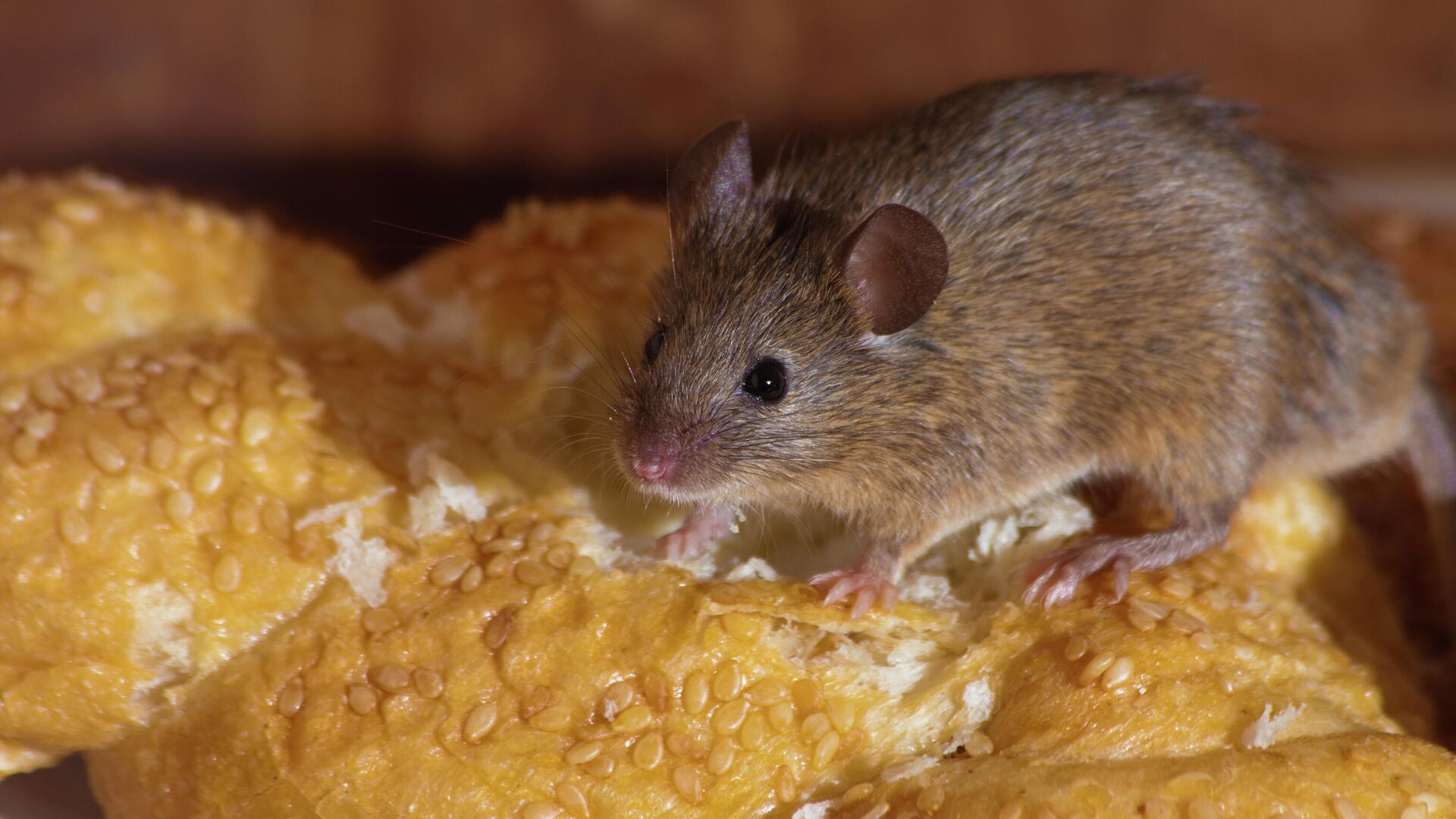 Как избавиться от мышей в доме навсегда: эффективные способы, народные средства